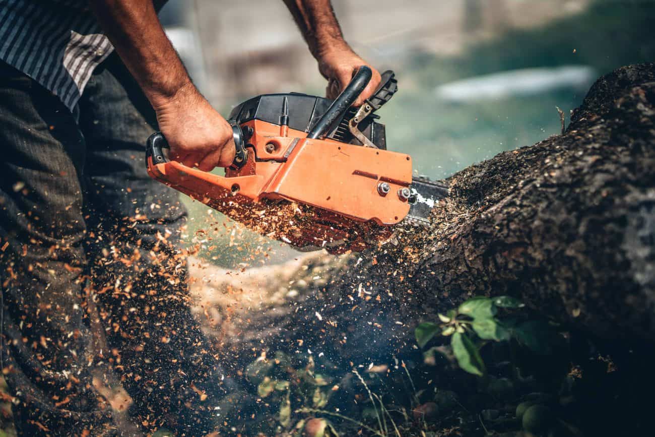 Tree Removal Bellevue, WA